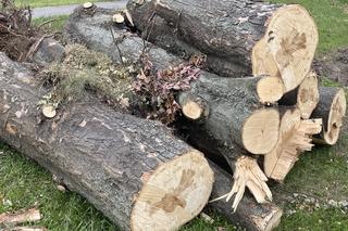 Protest mieszkańców przeciwko wycince drzew pod budowę linii tramwajowej do Mistrzejowic.