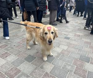 Golden Retriever WOŚP 2024 w Poznaniu. Psiaki też zbierają na dzieciaki. Kwesta na WOŚP i pokazy Golden Retrieverów 