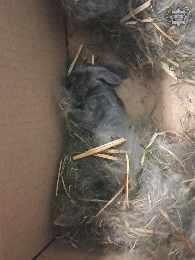 Malutkie króliczki porzucone przy cmentarzu na pewną śmierć. To, co się stało później, wzrusza do łez