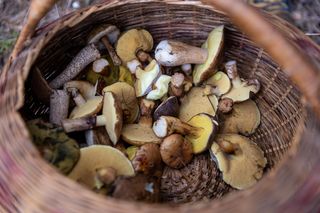 Gdzie na grzyby 2025? Oto najlepsze miejsca w Polsce!