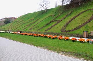 Chryzantemy ozdobiły Starachowice