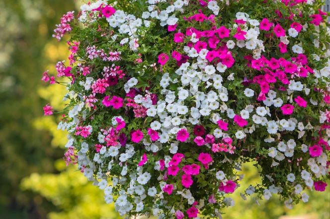 3. Kwiaty na balkon. Surfinia czyli petunia kaskadowa