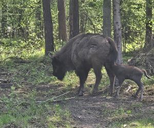 Kopna Góra