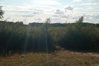 Wyschnięte jezioro w Skrzatuszu pod Piłą po miesiącu