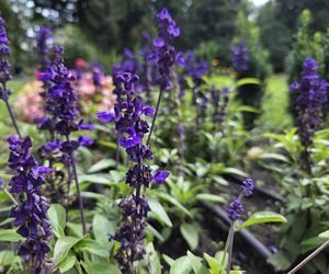 Spacer przez muzyczne serce Bydgoszczy. Park Kochanowskiego zachwyca historią i klimatem