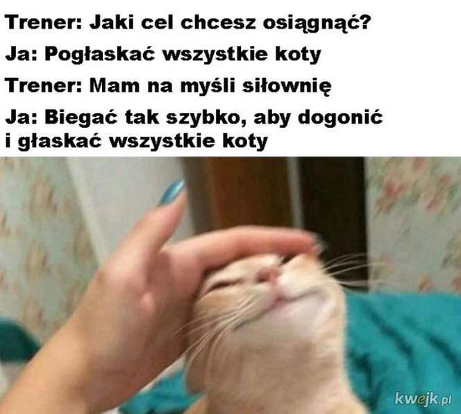 Dzień Kota 2020