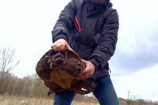 Bestia z Ameryki siała postrach pod Grójcem. Interweniowali ekolodzy