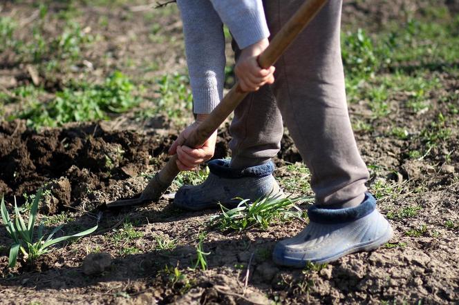 Mikrolas zasadzono na Jasieniu. Zasadzono 600 drzew i krzewów