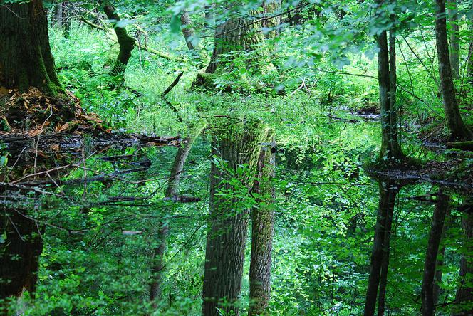 Spotkanie z żubrem w Białowieży