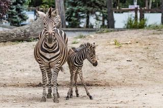 Babyboom w Zoo Wrocław! Beza i Borówka to coraz bardziej zagrożony symbol Afryki [ZDJĘCIA]