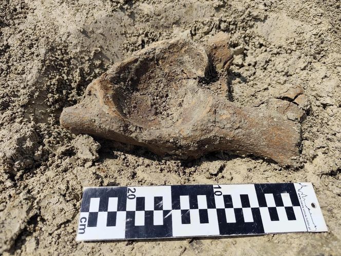 Fragment dużej kości (najpewniej miednicznej) mamuta