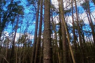 Sosna kołnierzykowata