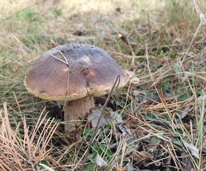 Sypnęło grzybami na początku października w Świętokrzyskiem