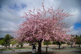 Judaszowiec południowy