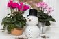 Co kwitnie w grudniu w domu? Poznaj 10 rewelacyjnych kwiatów doniczkowych kwinących zimą