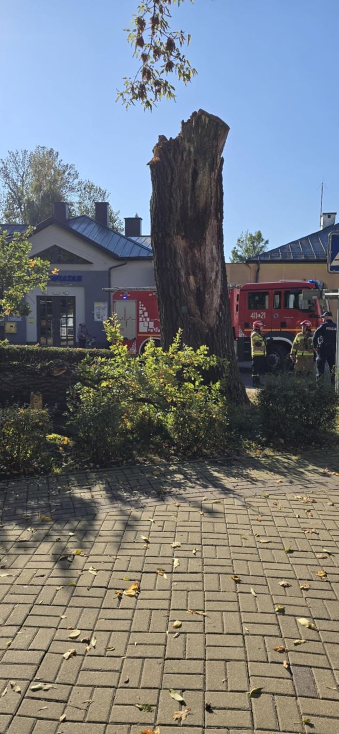 Dąb szypułkowy będący hrubieszowskim pomnikiem przyrody runął na ziemię