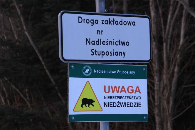 Niedźwiedzie grasują na parkingach. Lasy Państwowe ostrzegają