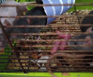 Dramatyczna interwencja w sklepie zoologicznym na Śląsku. Zwierzęta przetrzymywane w skandalicznych warunkach