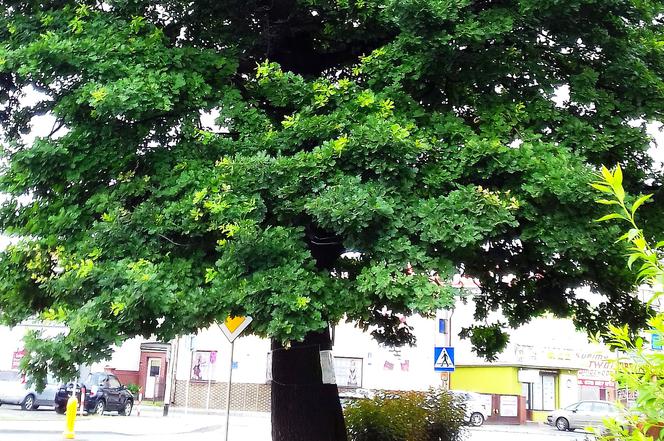 200-letni dąb w Rzeszowie uratowany przez mieszkańców