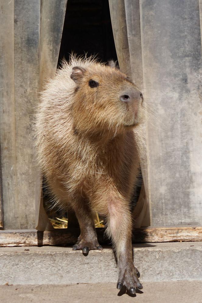 Kapibara z wrocławskiego zoo