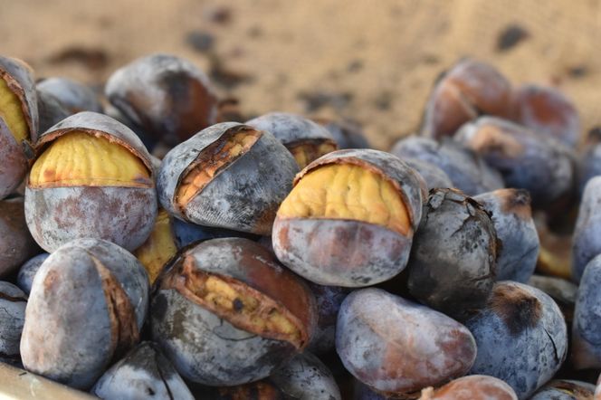 Festiwal Kasztanów Madera