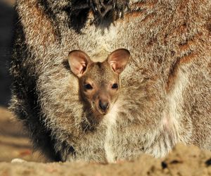 Małe kangurzątka urodziły się w Ogrodzie Zoobotanicznym w Toruniu