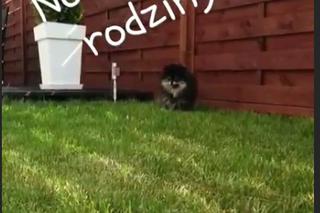 Tomasz Oświeciński pokazał nowego członka rodziny - piesek Jadzia