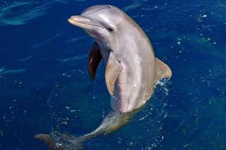 Delfin