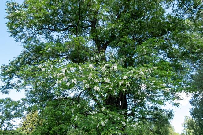 Robinia akacjowa