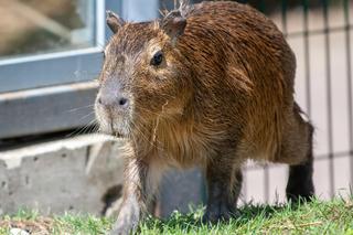 Kapibary przejmują łódzkie ZOO! Do dwóch samic dołączył samiec