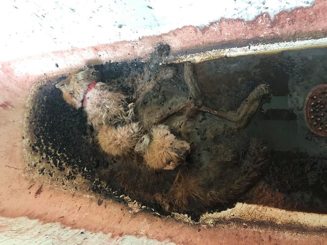 Scena jak z horroru w Sobótce! Martwy kot w wannie i mnóstwo krwi!