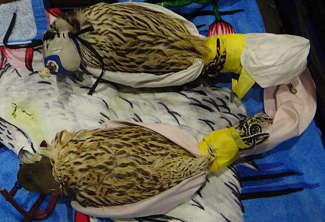 W skandalicznych warunkach chciał przemycić do Polski chronione sokoły