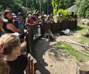 Pokazowe karmienie w myślęcińskim zoo to prawdziwy hit! Sprawdziliśmy to na miejscu