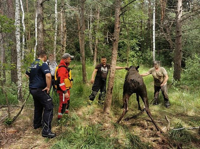 Uratowano tonącego w bagnie łosia