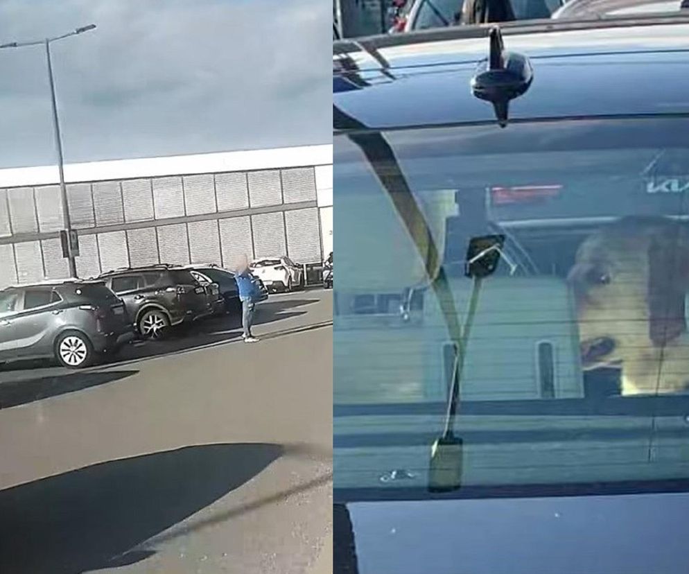 Nastolatka chciała pomóc psu zamkniętemu w rozgrzanym aucie. Właściciel zagroził jej pobiciem. „Zwierzę było w stanie krytycznym”