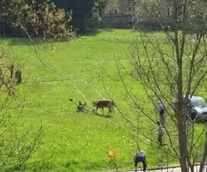 Horror na łące! Znęcali się nad cielakiem, wjeżdżali w niego samochodem