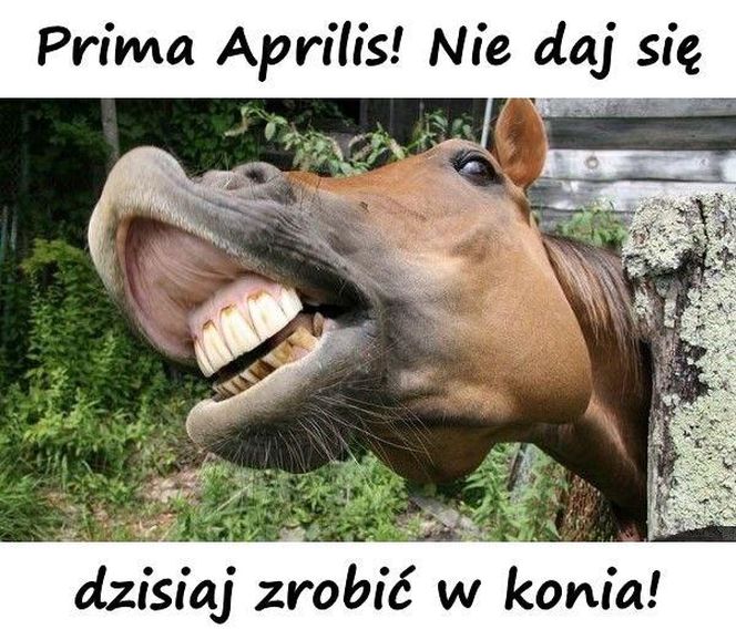 Kartki i grafiki na Prima Aprilis 2026. Pobierz za darmo i świętuj 1 kwietnia z humorem!