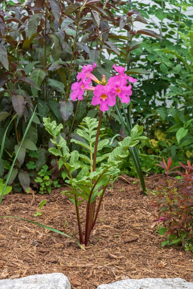 Inkarwilla Delavaya