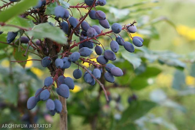 Mahonia pospolita