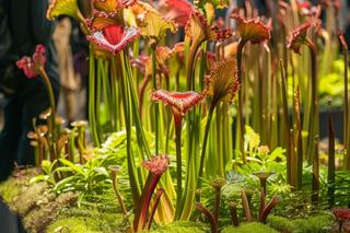 Potworne Cuda,  Światowa Wystawa Orchidei, Bonsai i Sukulentów oraz PLANTS Wielkie Targi Roślin 