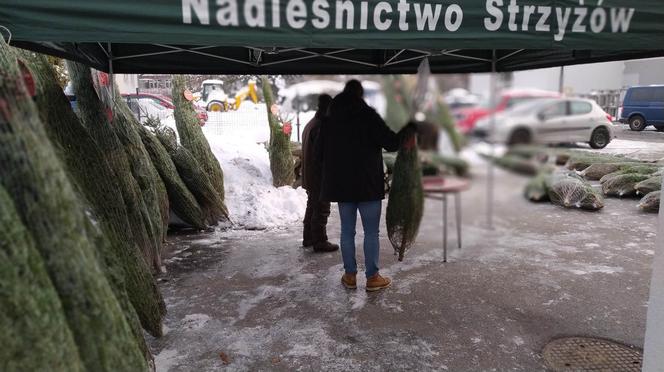 Duże zainteresowanie choinkami za oddanie krwi. 100 sztuk poszło w kilka godzin! 