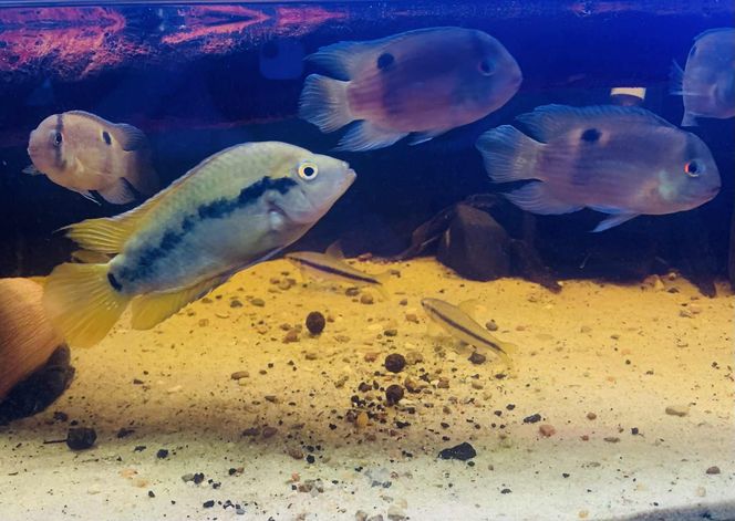 Rozmawiamy z Tomaszem Wiśniewskim, założycielem Aqua Dreams Bydgoszcz