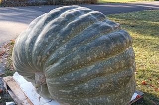 Ponad półtonowa dynia. Taką bestię wyhodowali w ogrodzie PAN w Powsinie