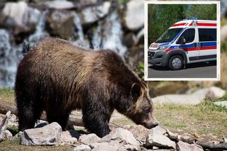 Tatry: Turysta pogryziony przez niedźwiedzia. Chciał zrobić sobie selfie 