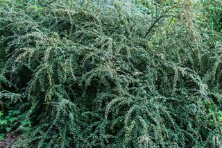 Irga Dielsa - Cotoneaster dielsianus