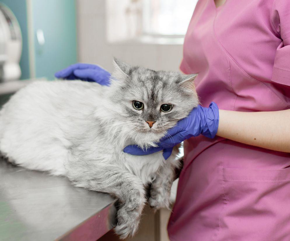 WHO zaniepokojone chorobą kotów w Polsce. „Trwa dochodzenie”