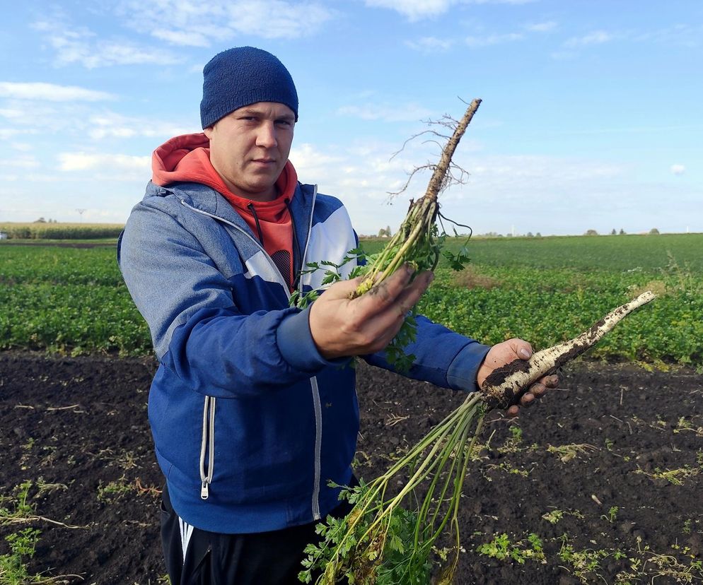 Rolnicy oszukani na nasionach