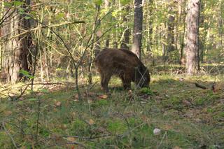 Toruń: Dzikie zwierzęta w mieście! Ważny komunikat dla mieszkańców