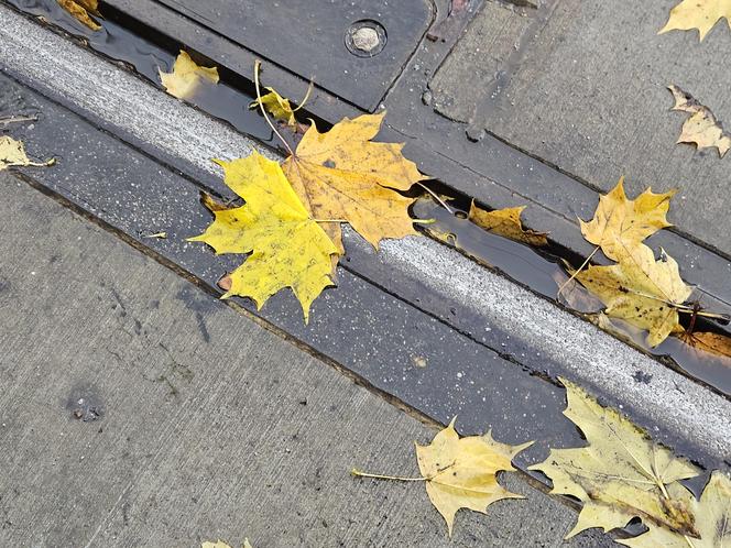"Czarna szyna" to niepokojące zjawisko. Alarm dla mieszkańców Torunia