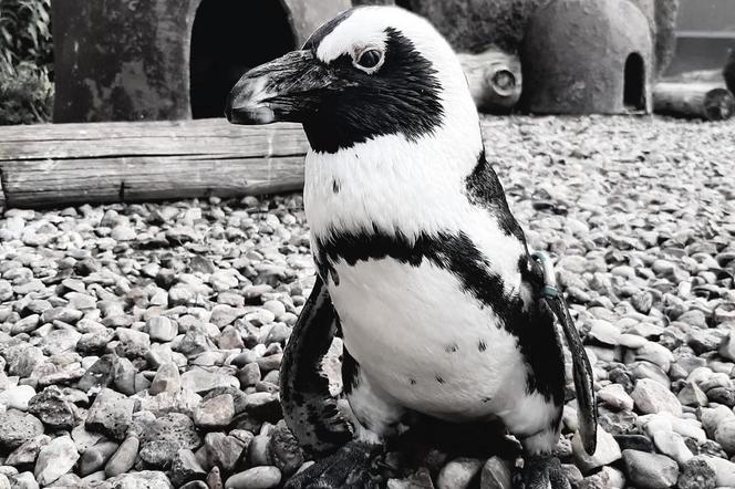 Boss odszedł. Nie żyje najstarszy pingwin z wrocławskiego zoo